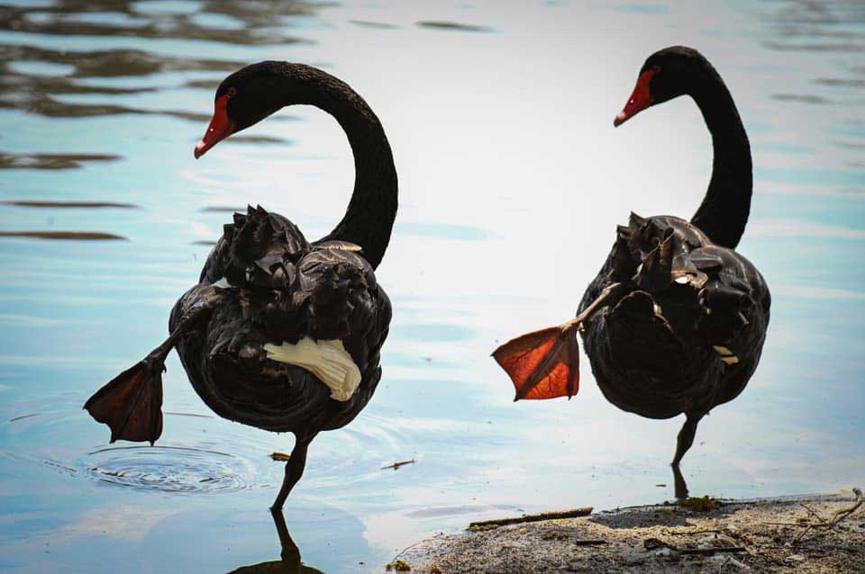 Swans at the lake